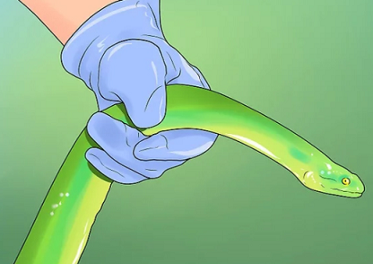 Cách đuổi rắn ra khỏi nhà, vườn an toàn