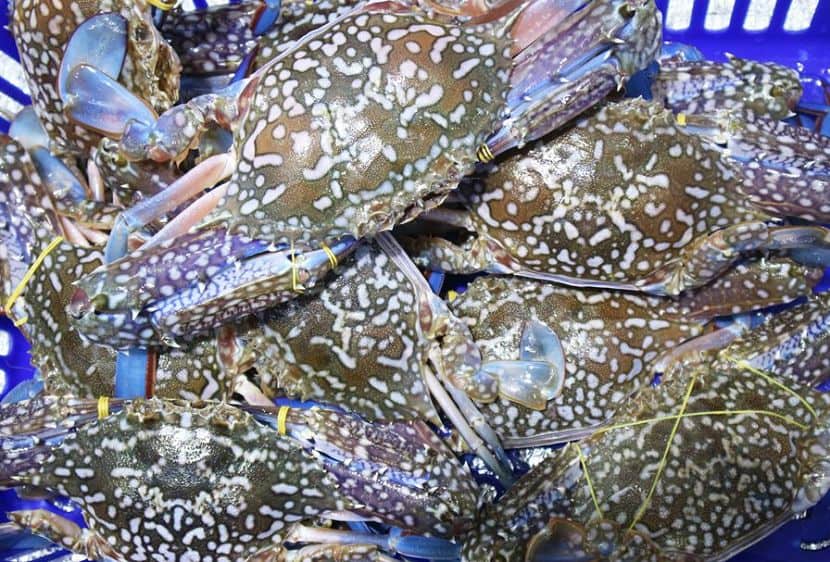 Giúp bạn bảo quản ghẹ trong tủ lạnh tươi ngon nhất