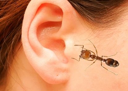 Phát hiện côn trùng chui vào tai cần xử lí như thế nào?