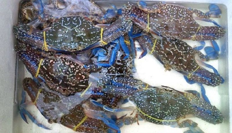 Đối với ghẹ sống