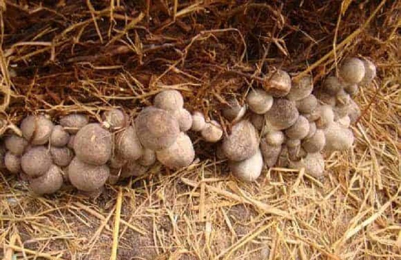 Cách bảo quản nấm rơm trong tủ lạnh 1