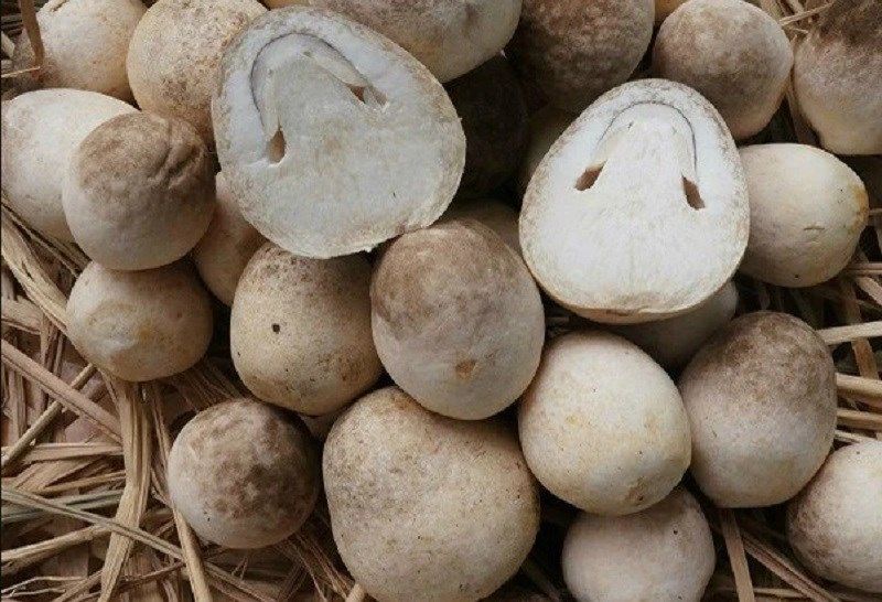 Lưu ý khi bảo quản nấm rơm trong tủ lạnh
