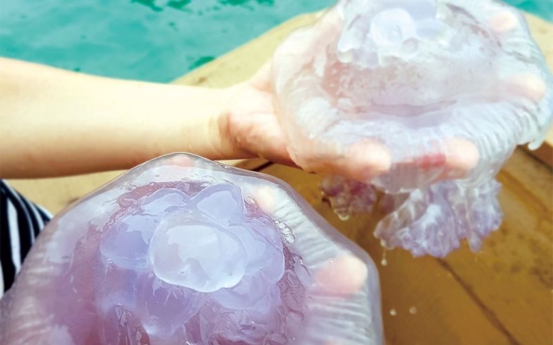 Sứa tươi chưa qua sơ chế