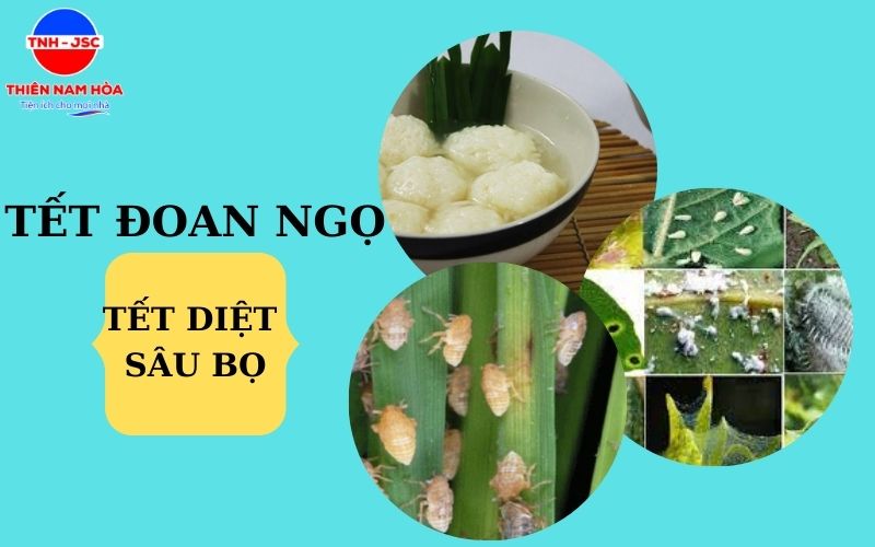  Tết Đoan ngọ ngày nào? Nguồn gốc Tết Đoan ngọ