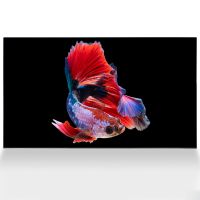 Android Tivi SONY 77 Inch KD-77A1 VN3 OLED 4K